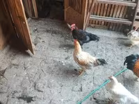 Chickens — Foto 6