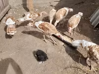Turkeys — photo 2
