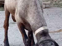 Beran, Ordabasy sheep — foto 3