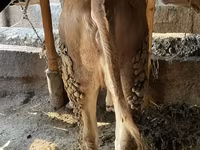 Bika, Simmental cattle — 4. fotó