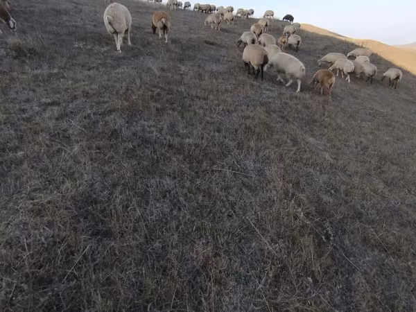 Sheep (batch, sex not specified), Sheep