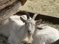 母山羊, Goats — 照片 2