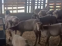 Schaf, Arashan sheep — Foto 1