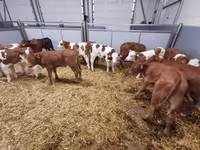 Tehén, Simmental cattle — 1. fotó