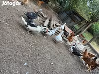 Ducks — Foto 4