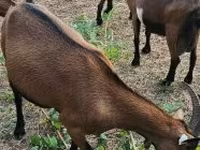 Nőstény kecske, Alpine goat — 2. fotó