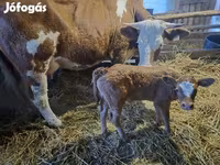 Kuh, Simmental cattle — Foto 3