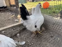 Chickens — zdjęcie 3