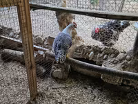 Chickens — الصورة 2