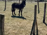 घोड़ा, Kerry Bog Pony — फ़ोटो 1