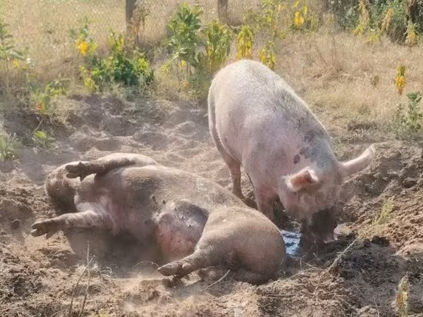 Kan, Sertések — Magyarország