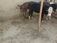 Bovinos (lote, sexo no especificado), Vaca kazaja de cabeza blanca — foto 3