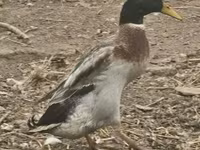 Geese — zdjęcie 3
