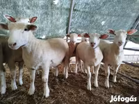 Schaf, Ile-de-France sheep — Foto 2