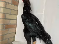 Shamo chickens — foto 4
