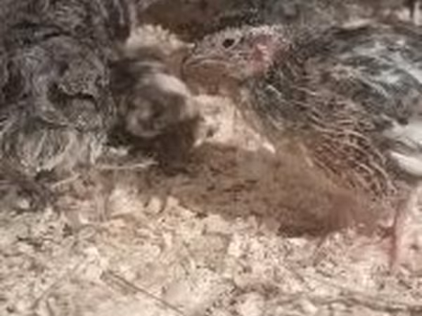 Quails