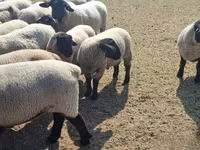Sheep, White Suffolk sheep — photo 4