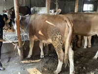 Bika, Simmental cattle — 5. fotó