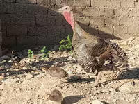 Słoweńska Silver Hen — zdjęcie 7