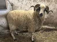 Kos, Racka sheep — 3. fotó