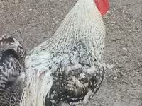 Chickens — फ़ोटो 2