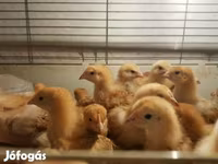 Chickens — Foto 2