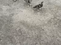 Ducks — zdjęcie 3