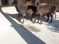 Kos, Arashan sheep — 2. fotó
