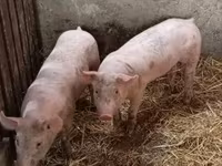 Boar, Pigs — photo 1