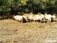 Juh, Racka sheep — 6. fotó
