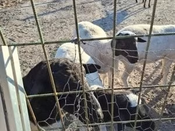 Bélier, Dorper sheep — Hongrie