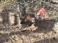 galinha dinamarquesa — foto 3
