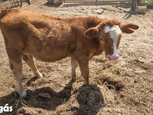 गाय, Simmental cattle