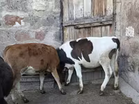 Bika, Szarvasmarhák — 4. fotó