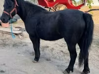 母马, Horses — 照片 2