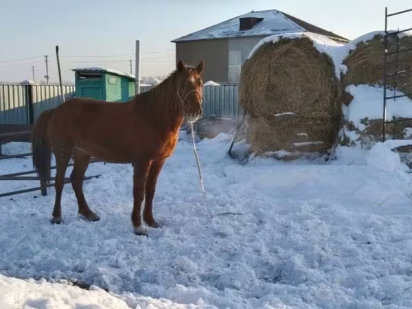 Бие, Kazakh horse
