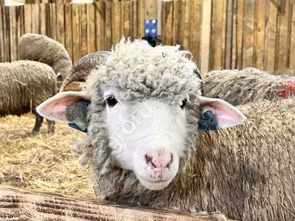 Ovce, Kuibyshev sheep