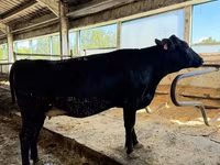 Tehén, Holstein fajta — 1. fotó