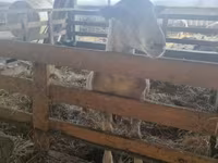 Kos, White Suffolk sheep — 1. fotó