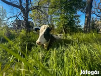 Tehén, Holstein fajta — 2. fotó