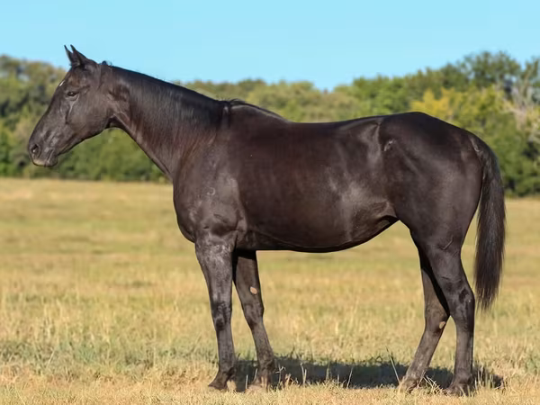 घोड़ी, Quarter Horse