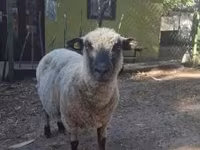 Kos, Shroshire sheep — 1. fotó