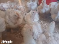 Chickens — फ़ोटो 3