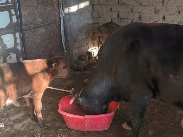 गाय, एबरडीन - एंगस