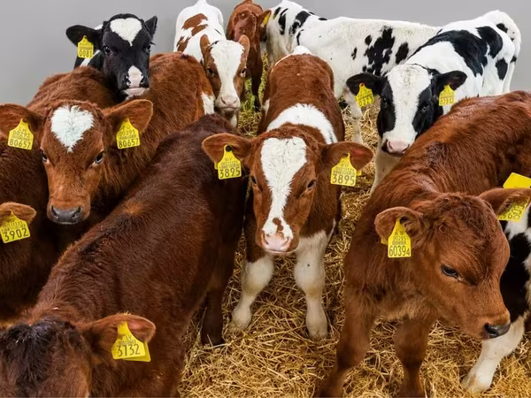 Býk, Simmental cattle