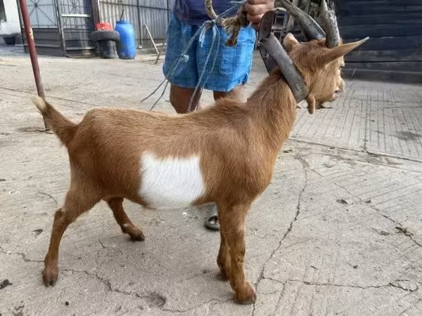 Bode, Cabras