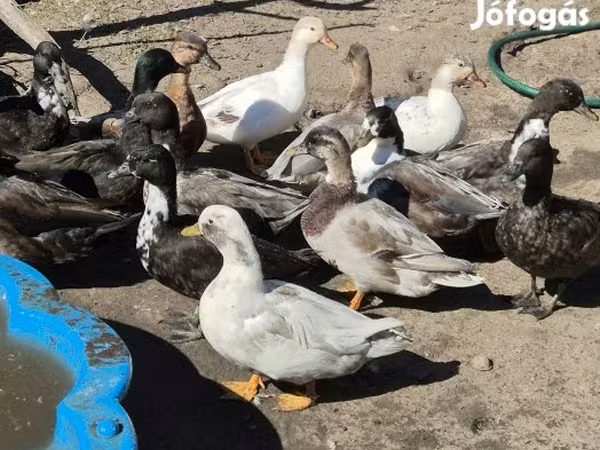Ducks