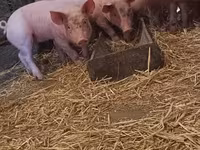 Pigs (batch, sex not specified), Крупная белая — photo 4