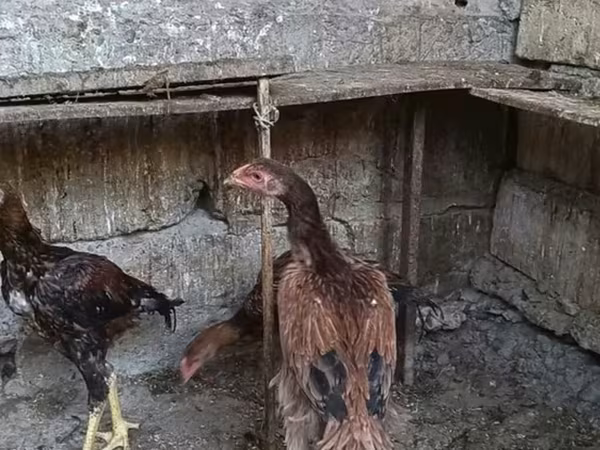 马来斗鸡
