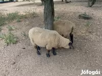 Kos, White Suffolk sheep — 2. fotó